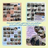 نمایه ای از گامهای عملی به صورت حضوری از شنبه 23 لغایت چهارشنبه 27 خرداد1405